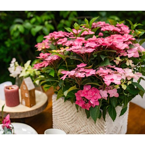Tchibo - Rispenhortensie »Bloombuster pink« - pink