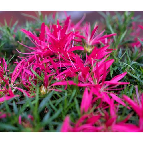 Tchibo - Rhododendron »Star Style« - pink