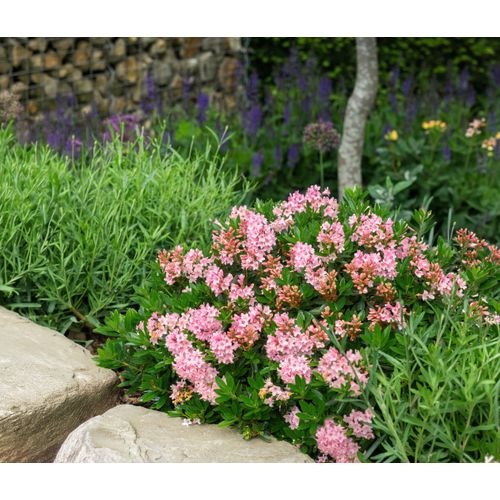 Tchibo - Rhododendron »Bloombux« - pink