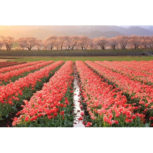 Fototapete PAPERMOON "Blumenfelder", bunt, B:5m L:2,8m, Vlies, Tapeten