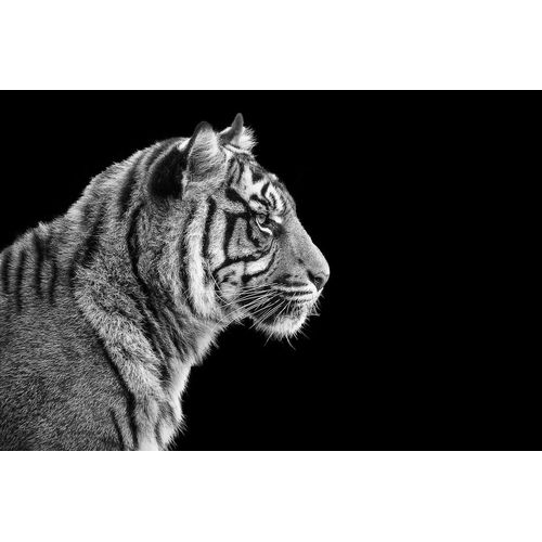 Fototapete PAPERMOON "Sumatra-Tiger-Porträt", bunt, B:3,5m L:2,6m, Vlies, Tapeten