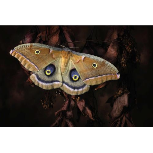 Fototapete PAPERMOON "Photo-Art JIMMY HOFFMAN, POLYPHEMUS, SCHMETTERLING", bunt, B:5m L:2,8m, Vlies, Tapeten