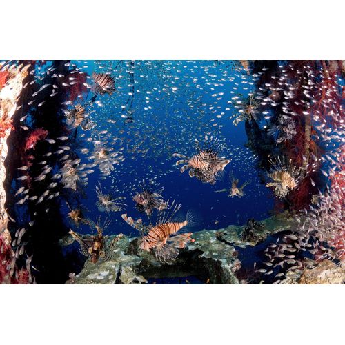 Fototapete PAPERMOON "Photo-Art ILAN BEN TOV, LIONFISH PARTY", bunt, B:4m L:2,6m, Vlies, Tapeten