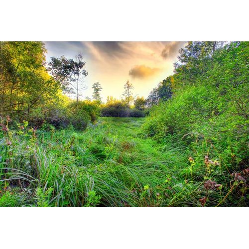 Fototapete PAPERMOON "Grüne Wiese", bunt, B:3,5m L:2,6m, Vlies, Tapeten