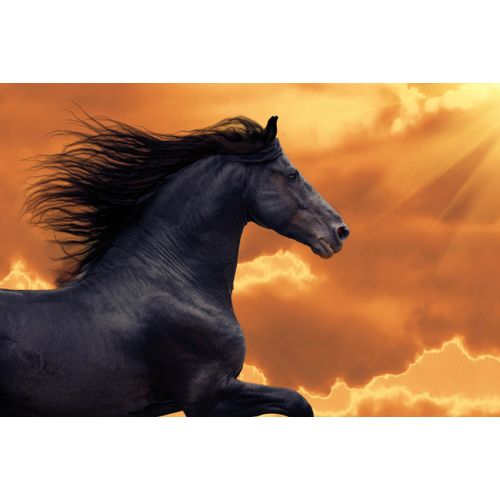 Fototapete PAPERMOON "FRISIAN PFERD-RUNNING GALOPP TIER PORTRAIT TIER HENGST", bunt, B:4,5m L:2,8m, Vlies, Tapeten