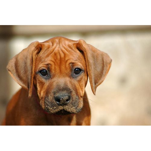 Fototapete PAPERMOON "Rhodesian Ridgeback Welpe", bunt, B:5m L:2,8m, Vlies, Tapeten