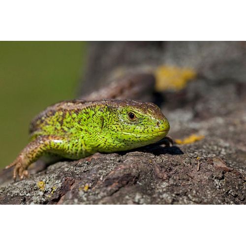 Fototapete PAPERMOON "Eidechse", bunt, B:5m L:2,8m, Vlies, Tapeten