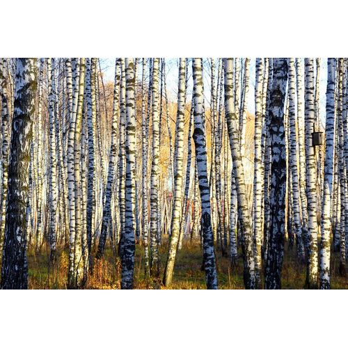 Fototapete PAPERMOON "Parallelen eines Birkenhains", bunt, B:3,5m L:2,6m, Vlies, Tapeten