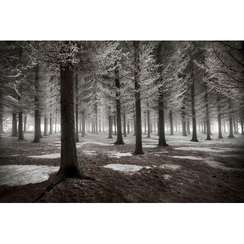 Fototapete PAPERMOON "Photo-Art DRAGISA PETROVIC, DER BEGINN DES WINTERS", bunt, B:4,5m L:2,8m, Vlies, Tapeten