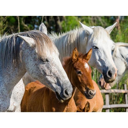 Fototapete PAPERMOON "Camargue-Pferdefohlen", bunt, B:3,5m L:2,6m, Vlies, Tapeten
