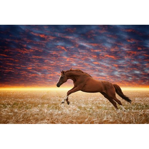 Fototapete PAPERMOON "Laufendes Pferd", bunt, B:3,5m L:2,6m, Vlies, Tapeten