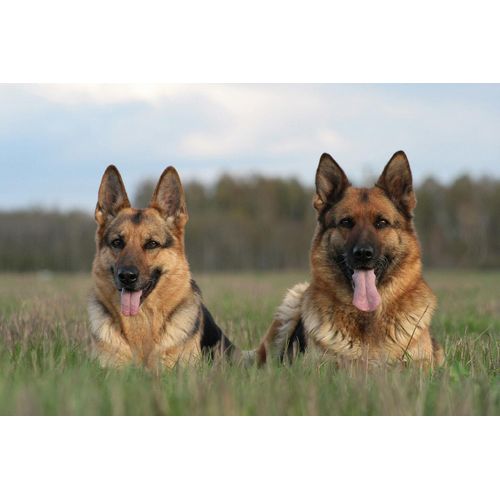 Fototapete PAPERMOON "Deutsche Schäferhunde", bunt, B:5m L:2,8m, Vlies, Tapeten