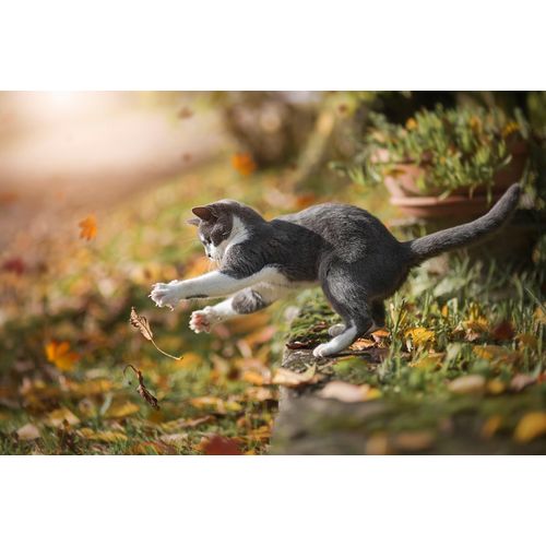 Fototapete PAPERMOON "Photo-Art DEJANA MS, HERBSTSPIEL", bunt, B:4m L:2,6m, Vlies, Tapeten