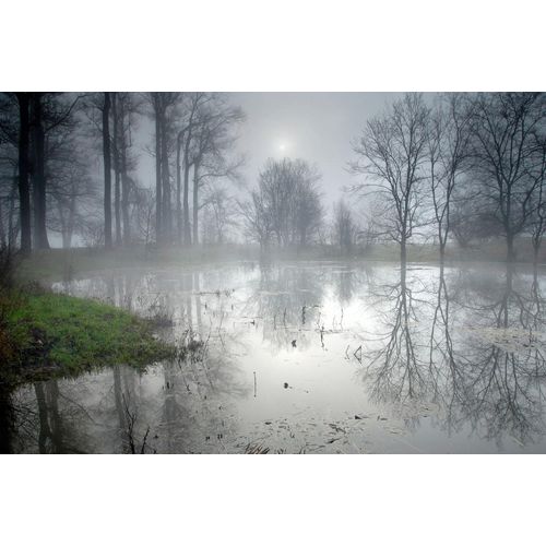 Fototapete PAPERMOON "Geheimnisvoller Wald", bunt, B:4m L:2,6m, Vlies, Tapeten