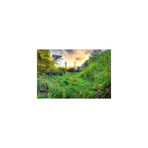 Fototapete PAPERMOON "Grüne Wiese", bunt, B:4m L:2,6m, Vlies, Tapeten