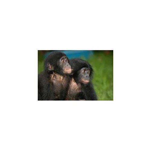 Fototapete PAPERMOON "Baby Bonobos", bunt, B:4,5m L:2,8m, Vlies, Tapeten