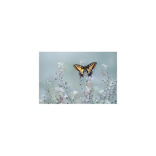 Fototapete PAPERMOON "Photo-Art PETAR SABOL, SWALLOWTAIL BEAUTY", bunt, B:4,5m L:2,8m, Vlies, Tapeten
