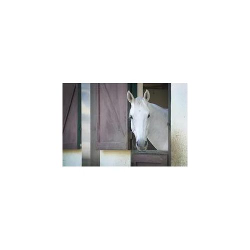 Fototapete PAPERMOON "PFERD-TIERE PFERDE PFERDEKOPF PONY WANDTAPETE WANDDEKO", bunt, B:5m L:2,8m, Vlies, Tapeten