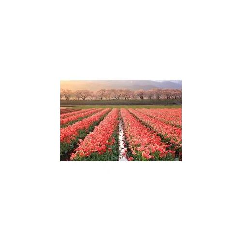 Fototapete PAPERMOON "Blumenfelder", bunt, B:4,5m L:2,8m, Vlies, Tapeten