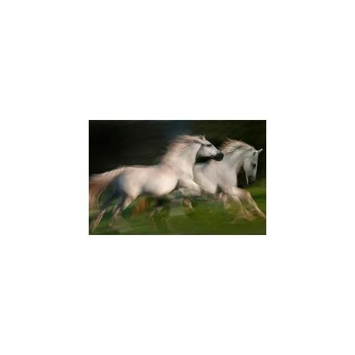Fototapete PAPERMOON "Photo-Art MILAN MALOVRH, GALOPP FÜR ZWEI GALOPP", bunt, B:5m L:2,8m, Vlies, Tapeten