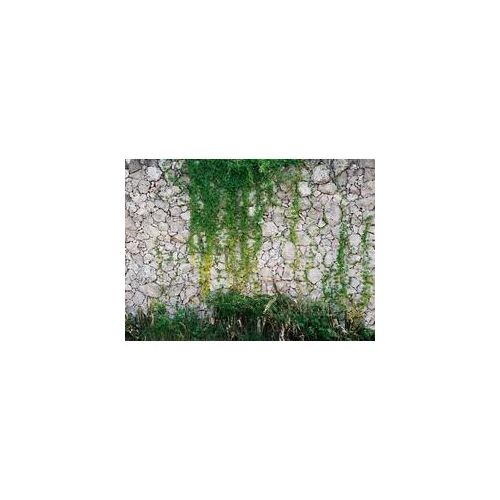 Fototapete LIVING WALLS "Natursteinmauer Vlies", bunt, B:3,5m L:2,55m, Vlies, Tapeten, Steinwand mit Pflanzen Fototapete Steine 3,50 m x 2,55 m Tapete