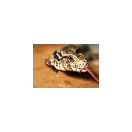 Fototapete PAPERMOON "Eidechse", bunt, B:4,5m L:2,8m, Vlies, Tapeten