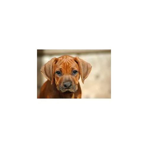 Fototapete PAPERMOON "Rhodesian Ridgeback Welpe", bunt, B:5m L:2,8m, Vlies, Tapeten