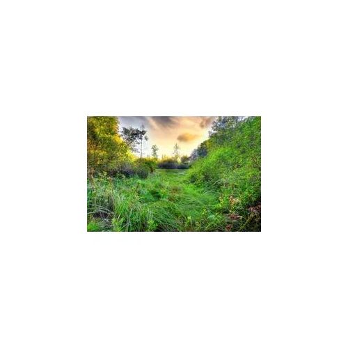 Fototapete PAPERMOON "Grüne Wiese", bunt, B:4,5m L:2,8m, Vlies, Tapeten