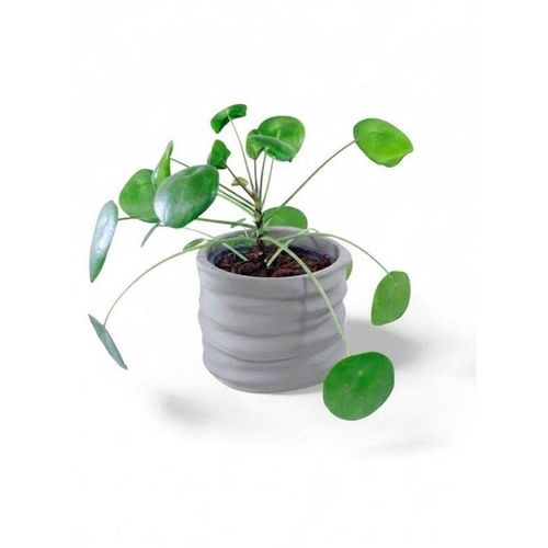 Simiu CLAYLA - Flower pot cover 11.5 cm in diameter