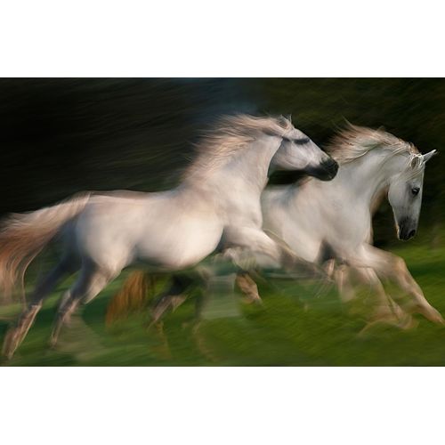 Fototapete PAPERMOON "Photo-Art MILAN MALOVRH, GALOPP FÜR ZWEI GALOPP", bunt, B:3m L:2,23m, Vlies, Tapeten