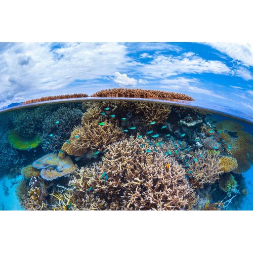 Fototapete PAPERMOON "Photo-Art BARATHIEU GABRIEL, SPLIT-LEVEL VON MAYOTTE REEF", bunt, B:3m L:2,23m, Vlies, Tapeten