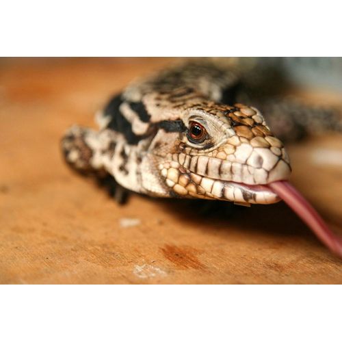 Fototapete PAPERMOON "Eidechse", bunt, B:3m L:2,23m, Vlies, Tapeten