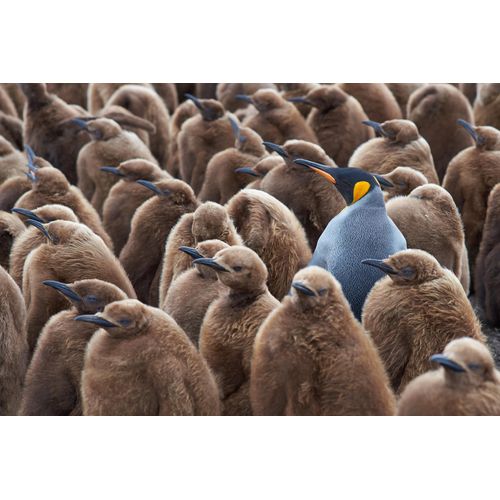Fototapete PAPERMOON "KÖNIG PINGUIN UND KÃƒÅ’KEN-FALKLAND INSEL TIERE VÖGEL MEER", bunt, B:3m L:2,23m, Vlies, Tapeten