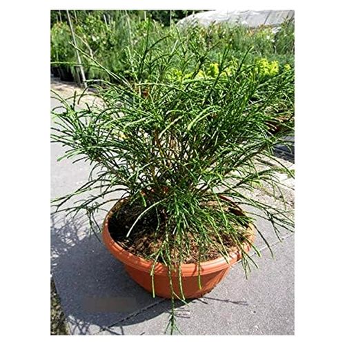 Thuja plicata Whipcord - Faden-Lebensbaum in Dekoschale 30-40 cm