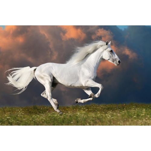Fototapete PAPERMOON "PFERD IM GALOPP-RUNNING HENGST WEIß WIESE HIMMEL WOLKEN", bunt, B:3,5m L:2,6m, Vlies, Tapeten