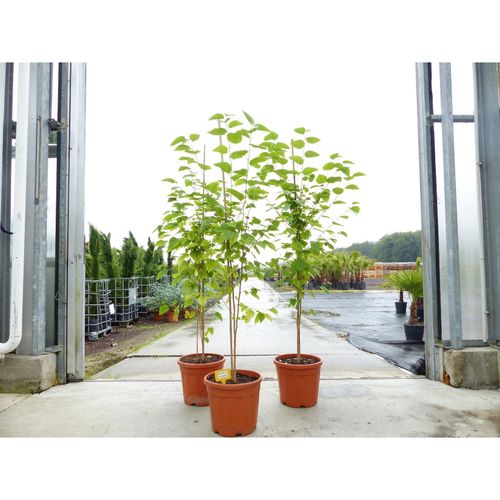 Morus Nigra 170 - 180 cm Schwarze Maulbeere, Maulbeergewächse, Winterhart