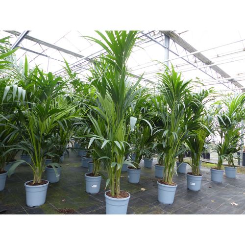 Kentia Premium Palme 160 - 180 cm bis 10 Pflanzen im Topf Howea forsteriana Zimmerpflanze Büropflanze