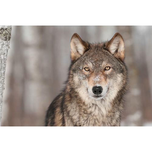 Fototapete PAPERMOON "WOLF-TIER HUNDE RAUBTIER GRAU RUDEL WALD WILD NATUR", bunt, B:3m L:2,23m, Vlies, Tapeten