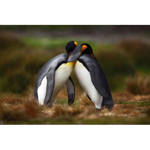 Fototapete PAPERMOON "Pinguine", bunt, B:2,5m L:1,86m, Vlies, Tapeten