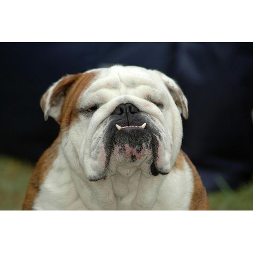 Fototapete PAPERMOON "Englisches Bulldoggenporträt", bunt, B:2,5m L:1,9m, Vlies, Tapeten