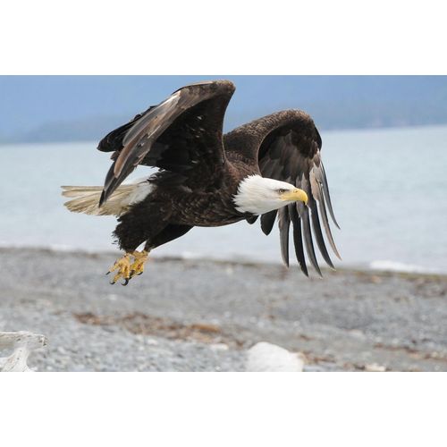 Fototapete PAPERMOON "Weißkopfseeadler", bunt, B:2,5m L:1,9m, Vlies, Tapeten