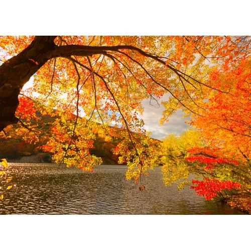 Fototapete PAPERMOON "Autumn Scenery", bunt, B:2,5m L:1,86m, Vlies, Tapeten
