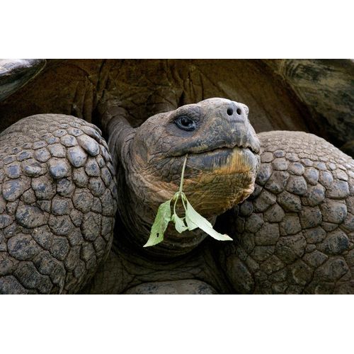 Fototapete PAPERMOON "Riesenschildkrötenporträt", bunt, B:2,5m L:1,86m, Vlies, Tapeten