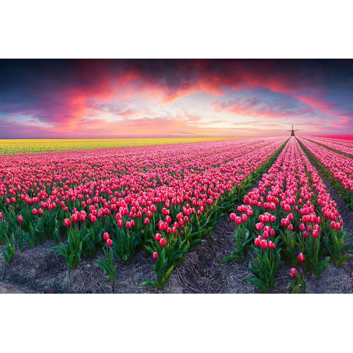 Fototapete PAPERMOON "Blumenfelder", bunt, B:3m L:2,23m, Vlies, Tapeten