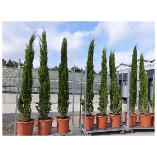 250 cm Mittelmeerzypresse Cupressus Semper. "Totem" Toskana Zypressen Zypresse