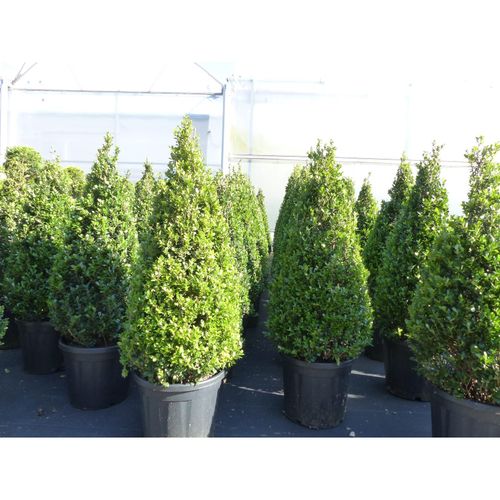 Ilex crenata Caroline Upright Pyramide 130 - 150 cm Kegel Buchsbaum Ersatz winterhart + robust
