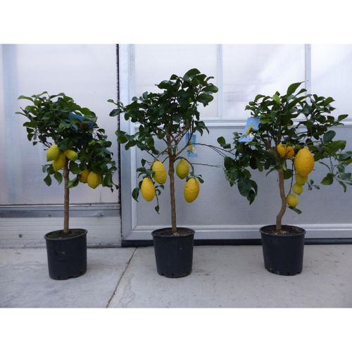 Zitrus Zitronenbaum Zitrone Citrus Limon Limone 100 - 120 cm Zitruspflanze mit reifen Früchten
