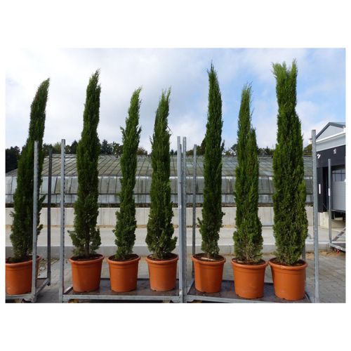3 Stück 250 cm Mittelmeerzypresse Cupressus Semper. "Totem" Toskana Zypressen Zypresse