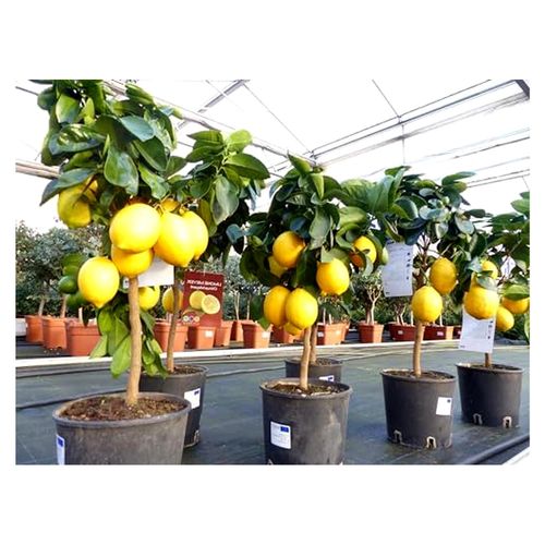 Meyerii Zitrone Zitronenbaum 70-80 cm Citrus Limon Zitruspflanze