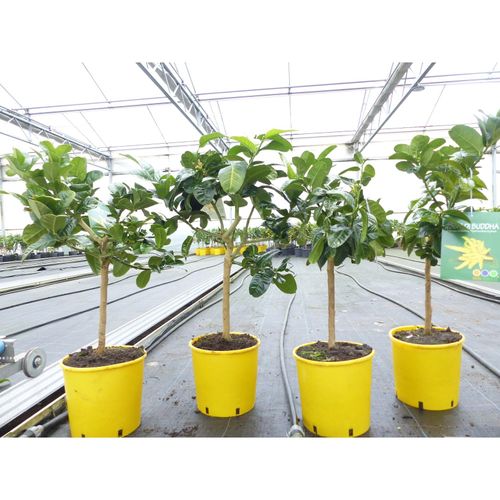 echte Citrus Medica Buddha's Hand 60 - 70 cm Mano di Buddha, veredelt